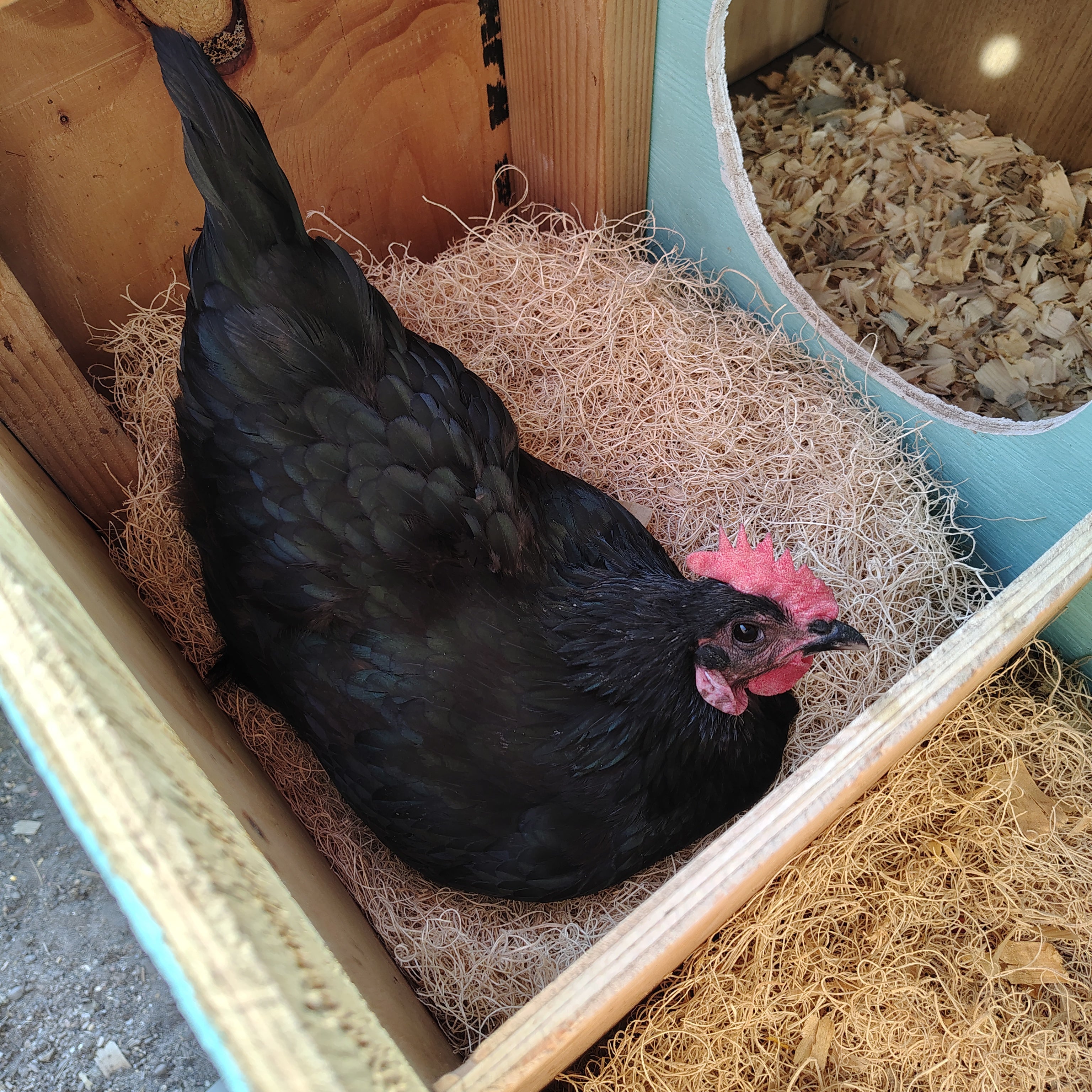 The Dirty Truth About Nesting Boxes