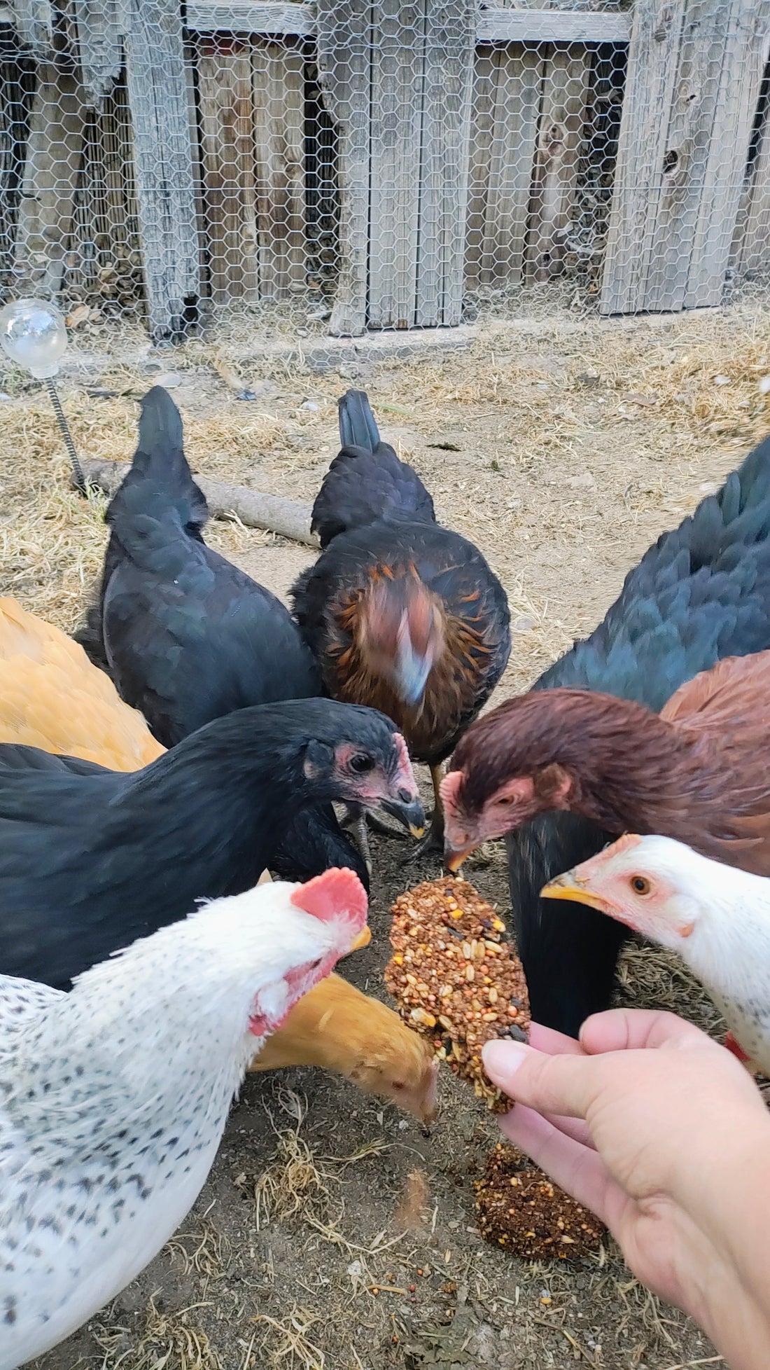 The Crazy Coop Mixed Backyard Flock - Which Breeds We Keep & Why