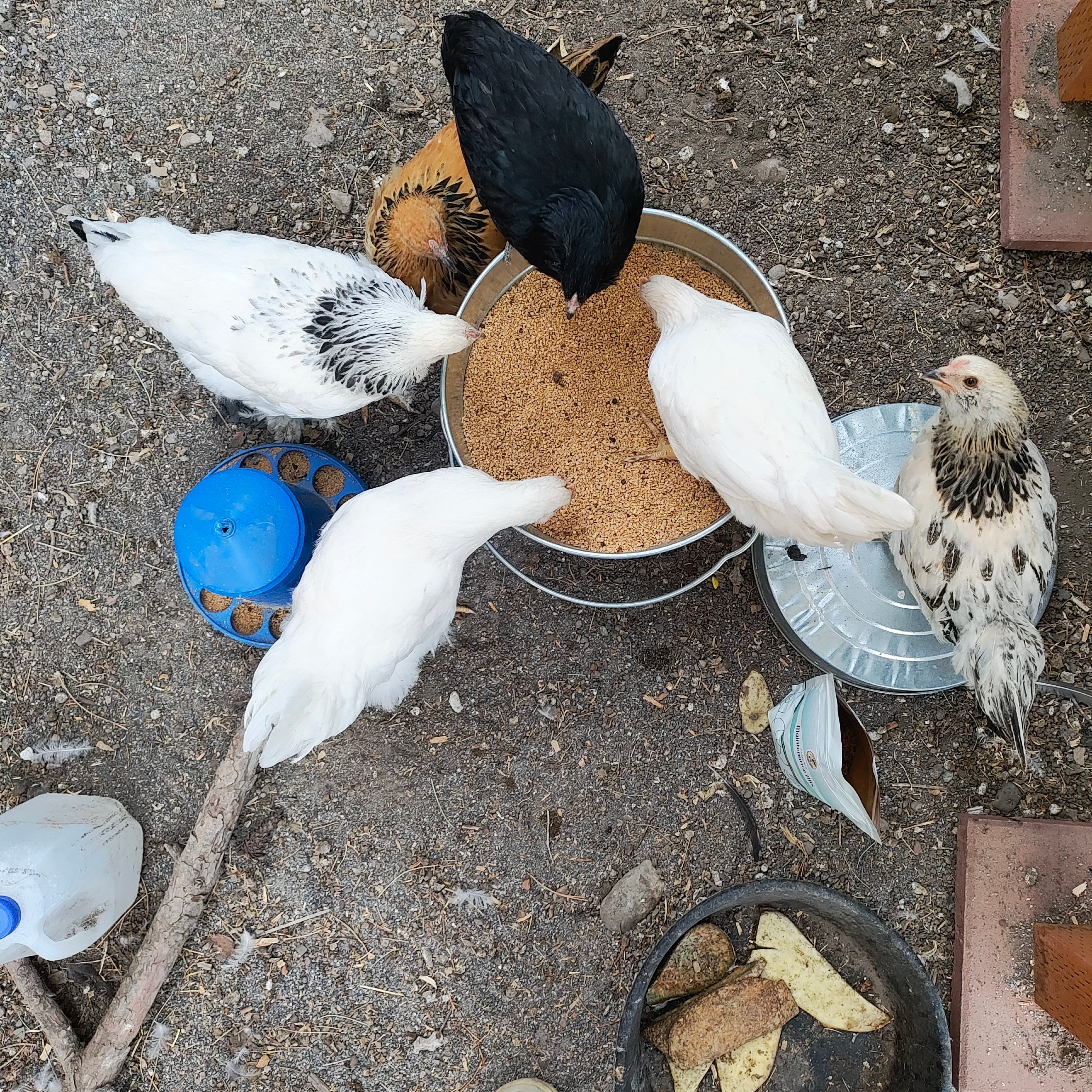 Feeding Your Backyard Flock - When & What to Feed