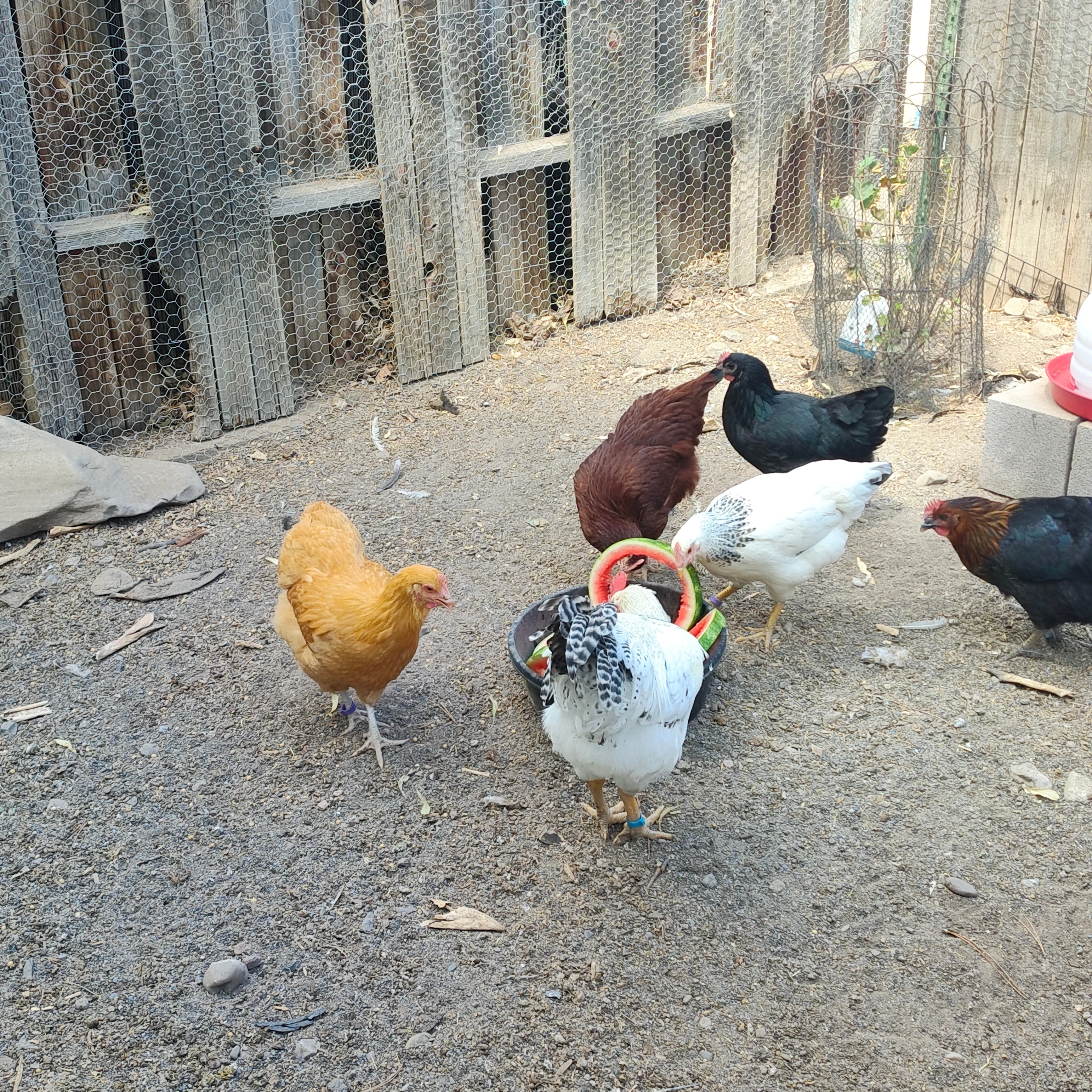 Why You Should Supplement Your Backyard Flock